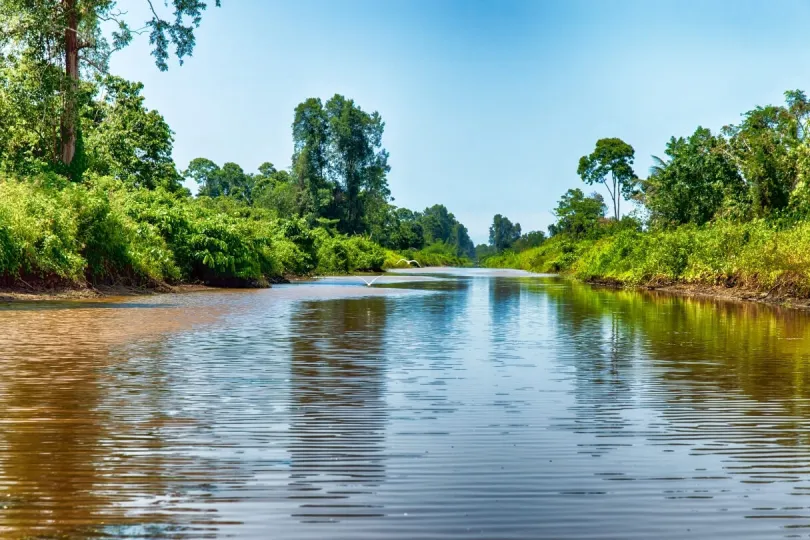 Blicke auf grünen Dschungel und einen Fluss