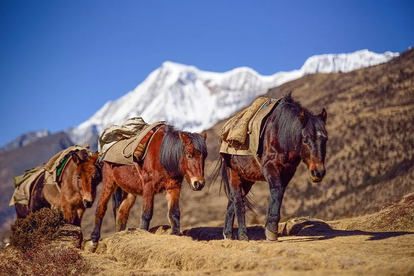 Mit Reitpferden auf Wanderung in Bhutan