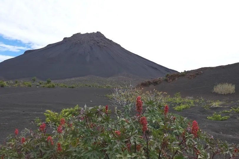 Blumen am Pico do Fogo: Fruchtbare Erde am Vulkan