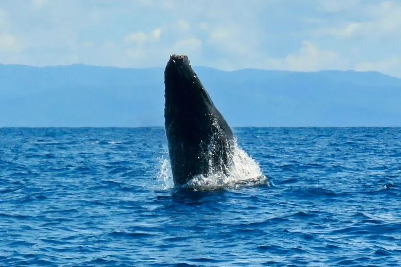 Buckelwale Costa Rica erleben: Ein echtes Highlight