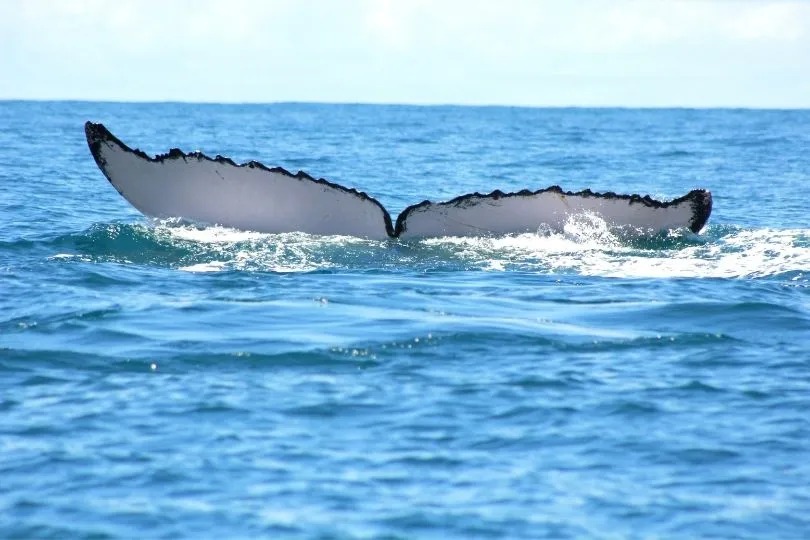 Buckelwale in Costa Rica live sehen – ein echtes Highlight