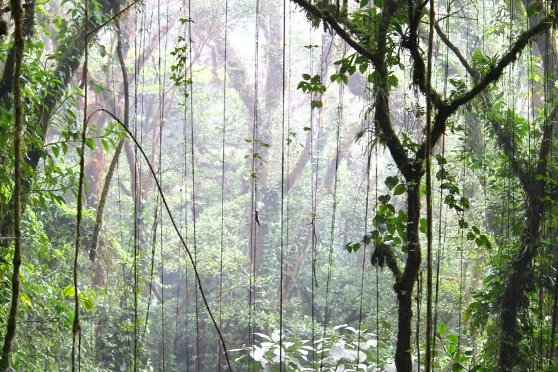 Costa Ricas schönste Nationalparks: Monteverde