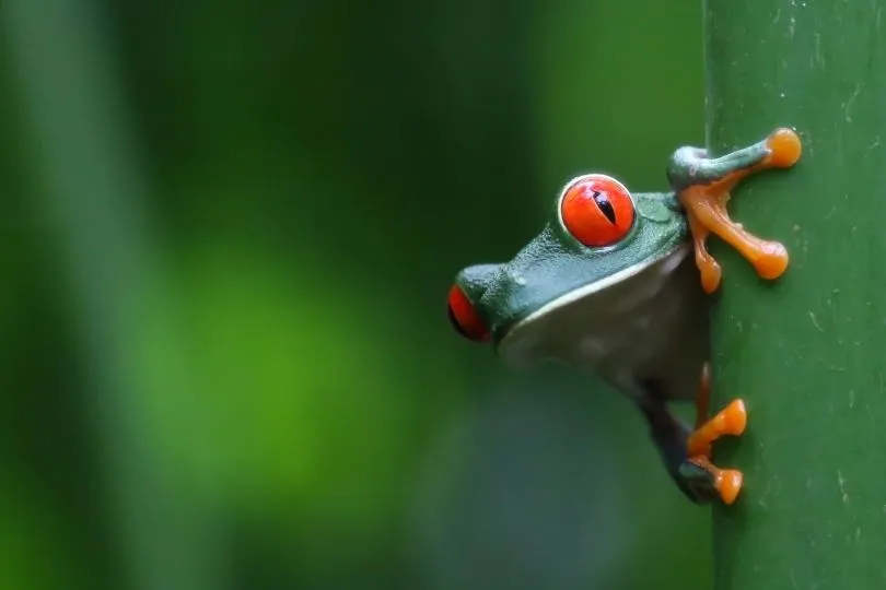 Faszinierende Tiere auf der Costa Rica Familienreise