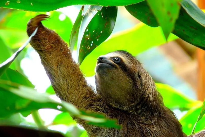 Faultier im Costa Rica Nationalpark 