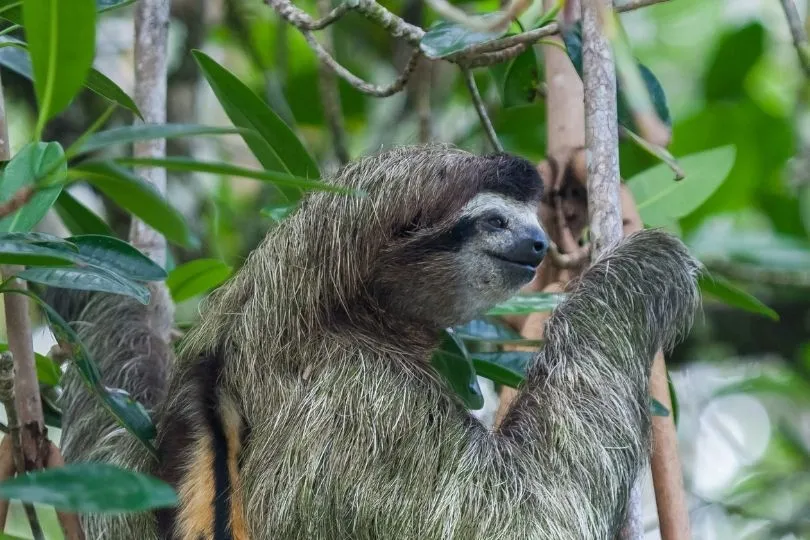 Highlight für Kindern: Faultier in Costa Rica