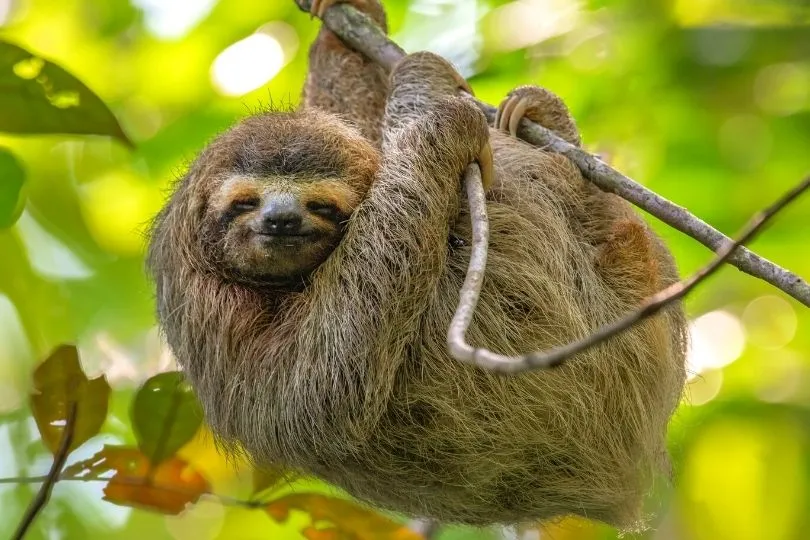 Faultiere in Costa Rica: Eine süße Sehenswürdigkeit!