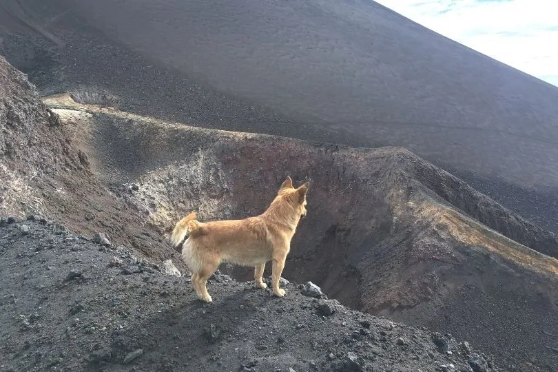 Hund am Pico Pequeño auf Fogo