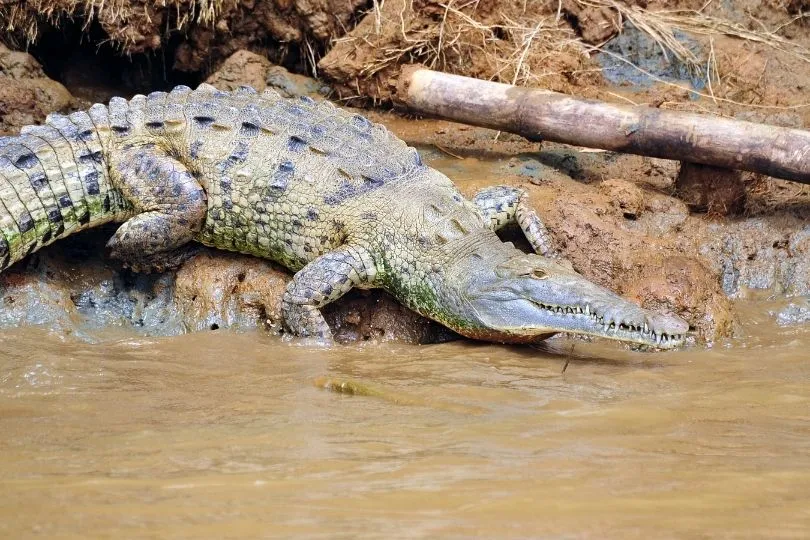 Krokodil im Nationalpark in Costa Rica