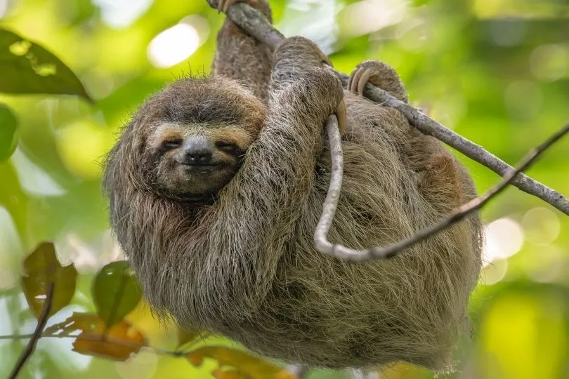 Faultiere dürfen bei einer Costa Rica Reise nicht fehlen