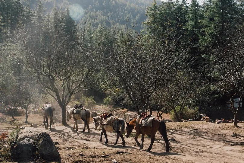 Pferde in der Natur von Paro