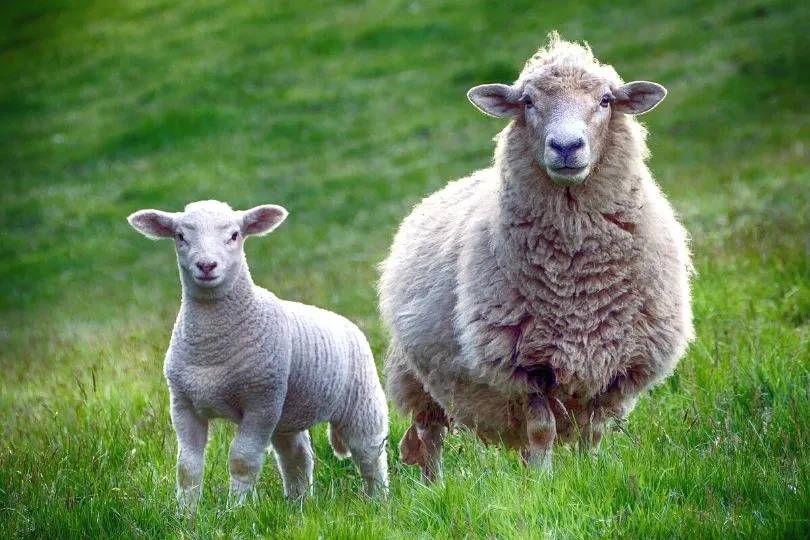 Schafe in Maramures