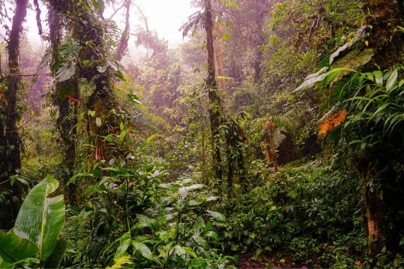 Sehenswert: Nebelwald Monteverde in Costa Rica