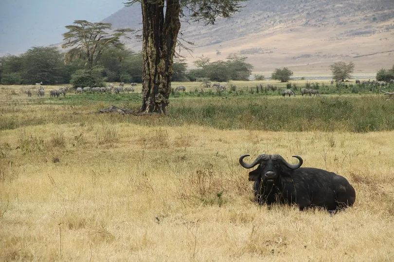 Büffel sitzt im Gras in Ngorongoro