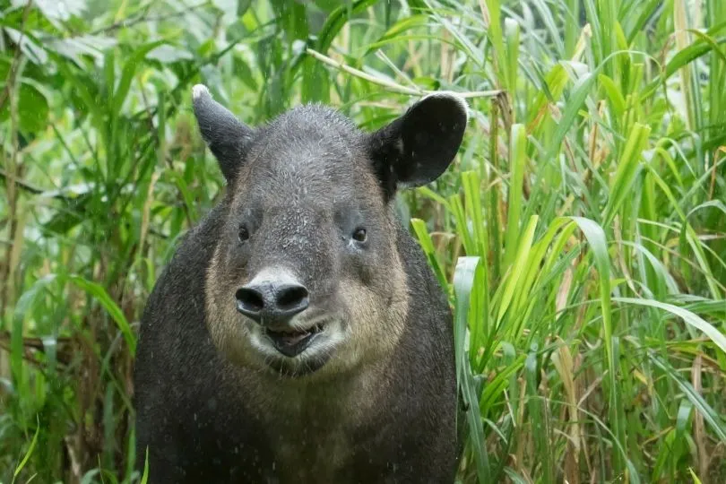 Tapir in Costa Rica im Nationalpark Corcovado