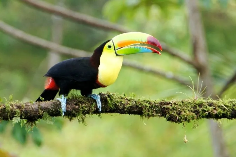 Tierwelt in Costa Rica: Eine Sehenswürdigkeit für sich