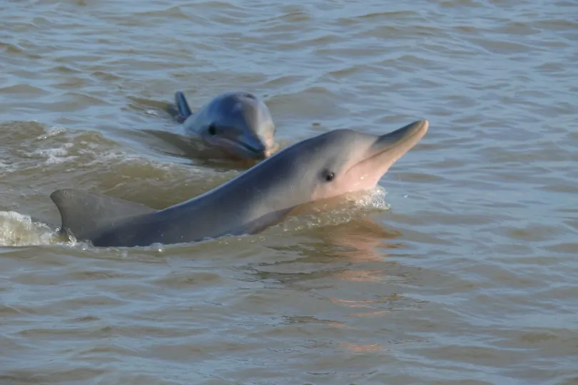 Zwei Delfine im Wasser