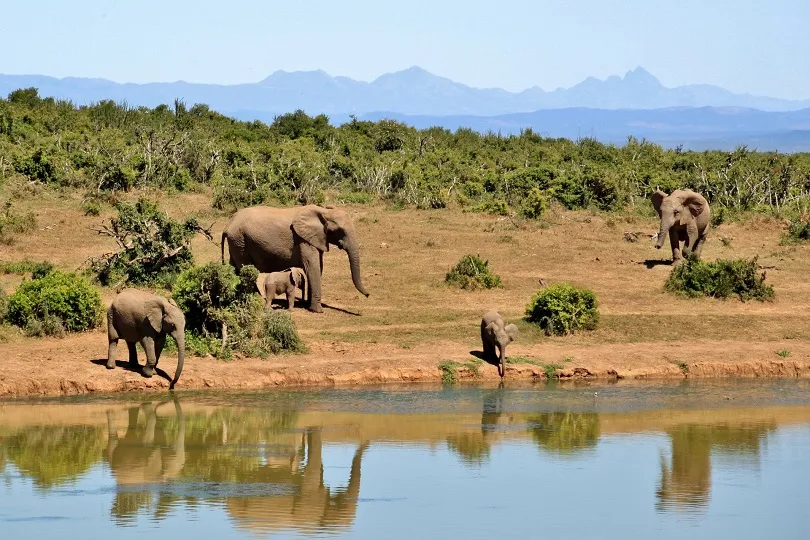 Elefantenherde am Fluss in Südafrika