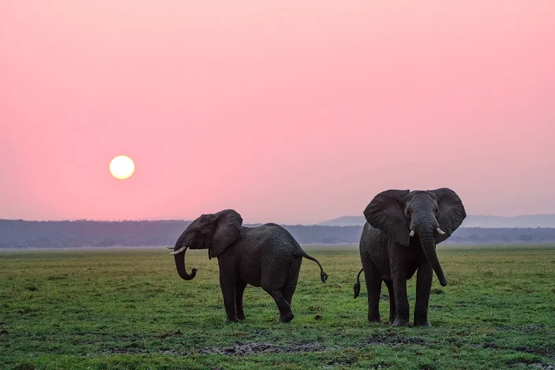 Elefanten bei Sonnenuntergang