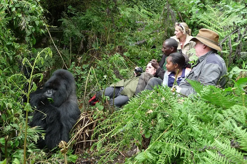 Touristen treffen auf einen Gorilla in Uganda