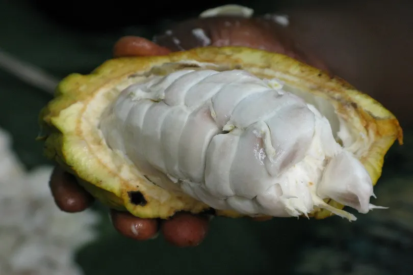 Eine Kakaopflanze von innen
