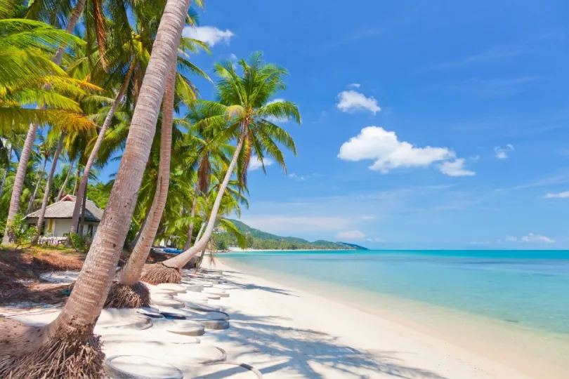 Palmen und Strand von Koh Samui