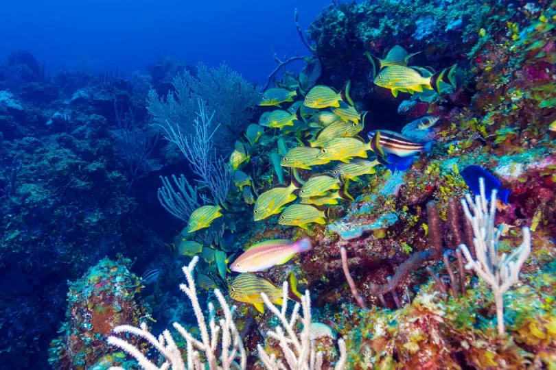 Unterwasserwelt von Kuba
