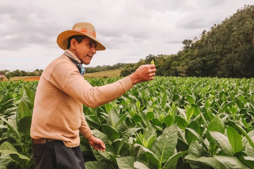 Tabakbauer in Viñales