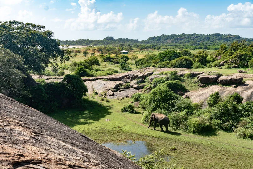 Im Yala Nationalpark in Sri Lanka läuft ein Elefant entlang