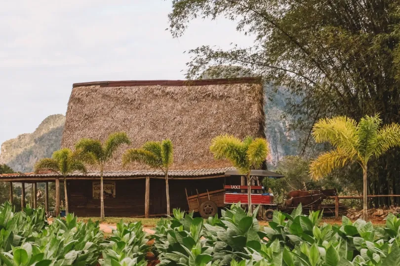 Tabakhaus in Vinales