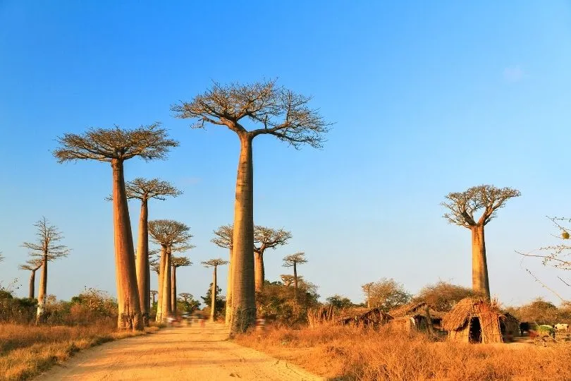 Bekannteste Sehenswürdigkeit in Madagaskar: Der Affenbrotbaum
