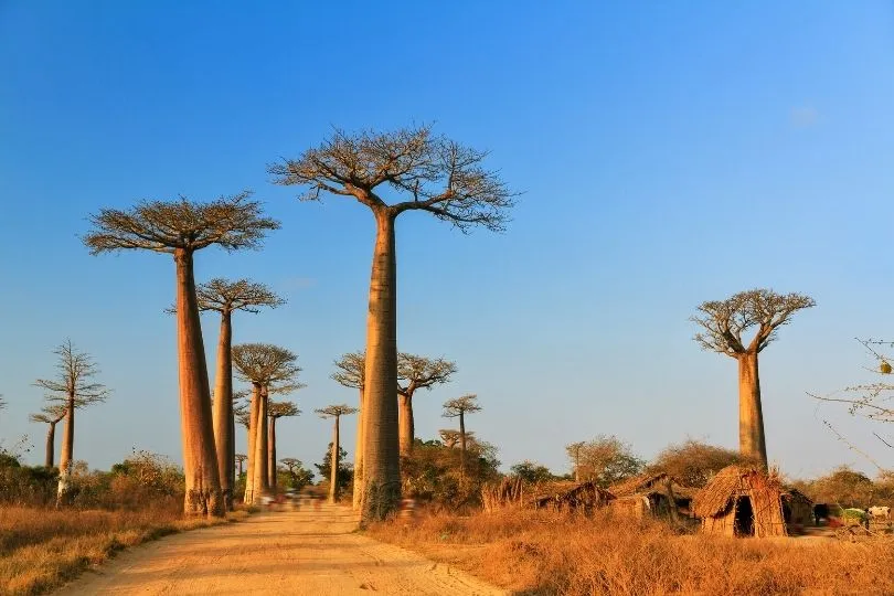 Highlight jeder Rundreise: Baobab Bäume auf Madagaskar