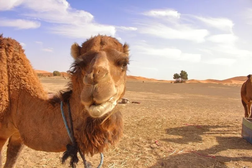 Kamele lassen Kinderherzen in Marokko höherschlagen