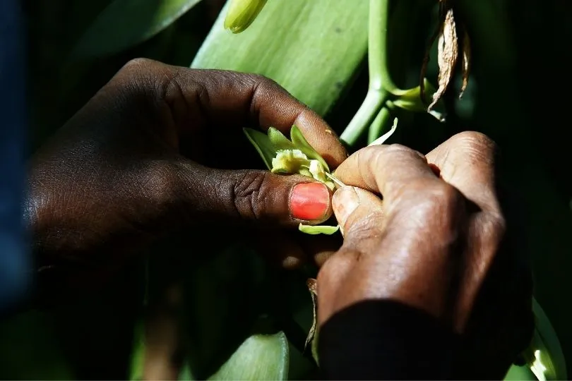 Landwirtschaft auf Madagaskar