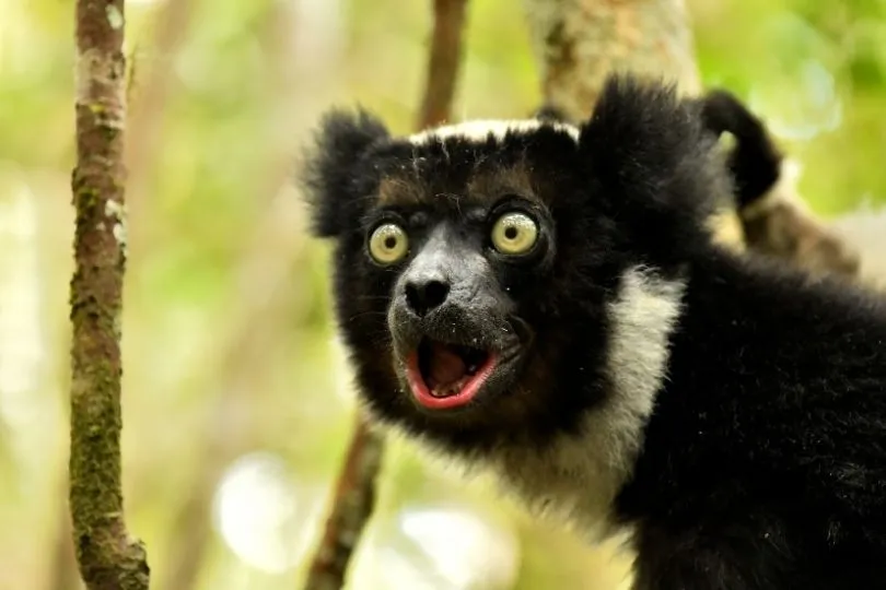 Seltene Tiere auf Madagaskar