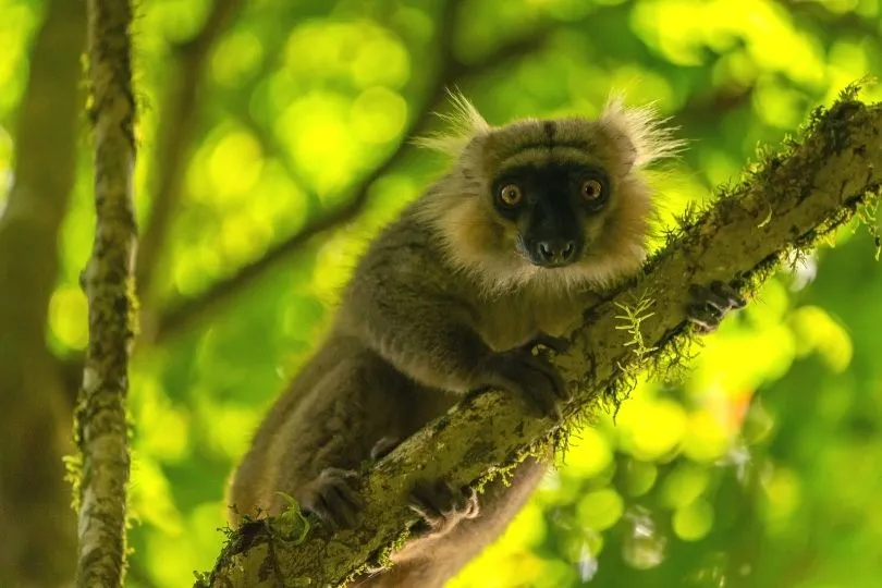 Die einzigartige Tierwelt Madagaskars entdecken