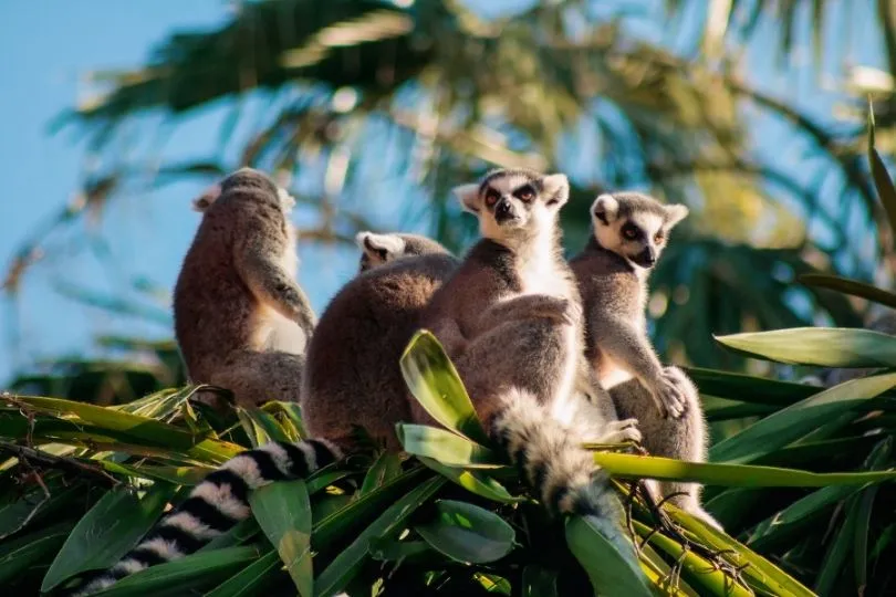 Sehenswürdigkeit in Madagaskar: Die einzigartigen Lemuren