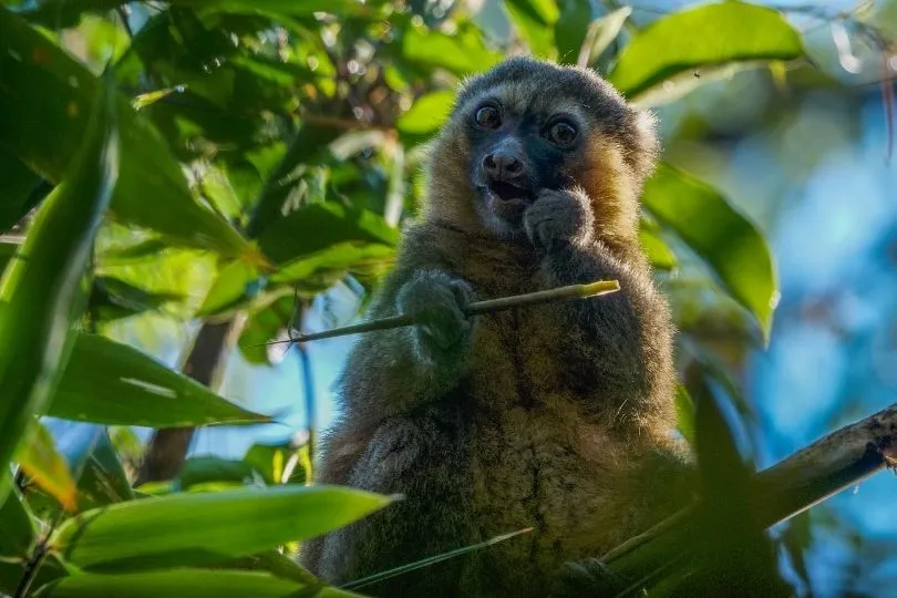 Lemuren lassen Kinderherzen auf Madagaskar höher schlagen