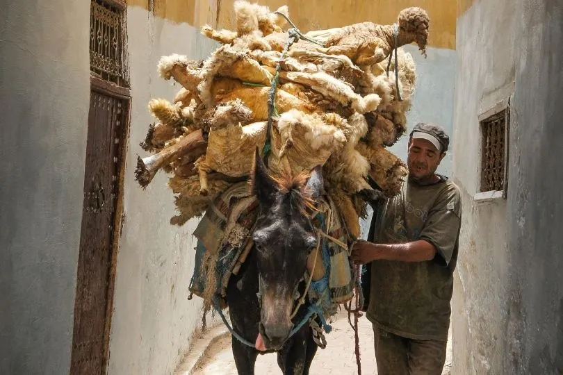 Familienreise Marokko: Landwirtschaft kennenlernen