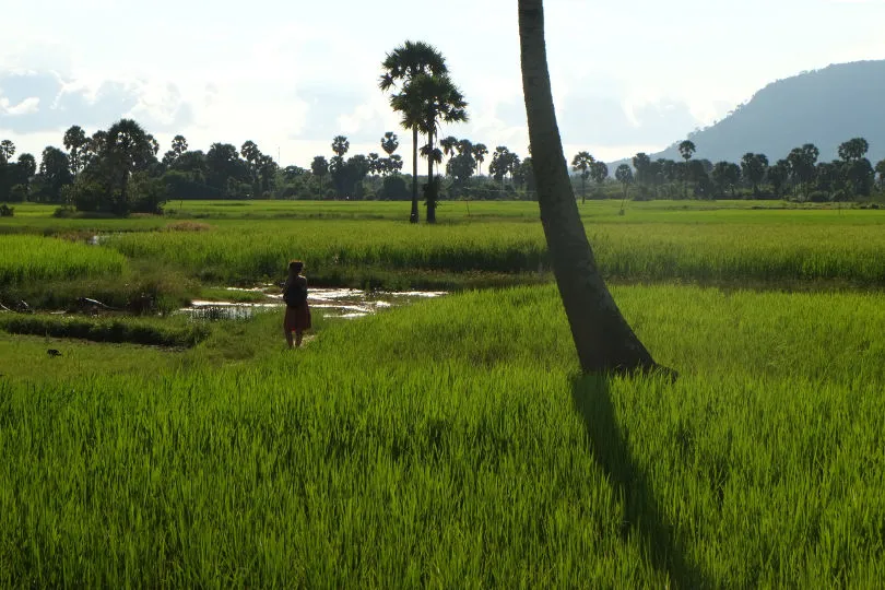 Eine Frau entdeckt in Kambodscha eine Reisfarm