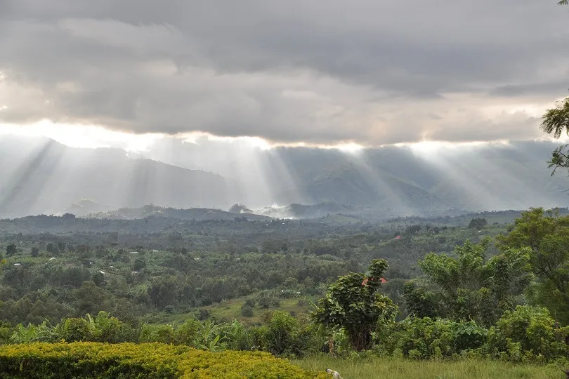 Blick auf grüne Hügel im Rwenzori Gebirge