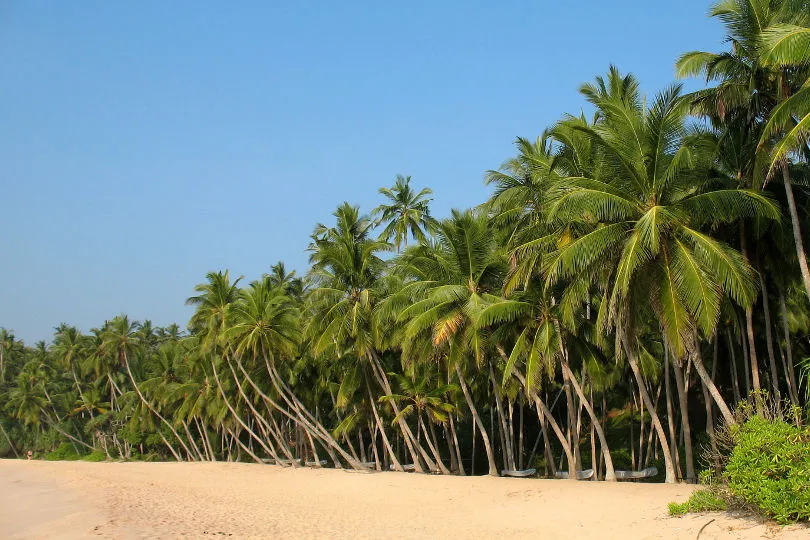 Einer der schönsten Strände in Sri Lanka befindet sich in Tangalle