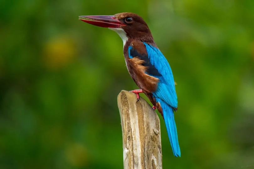 Ein Vogel sitzt in Sri Lanka auf einem Ast