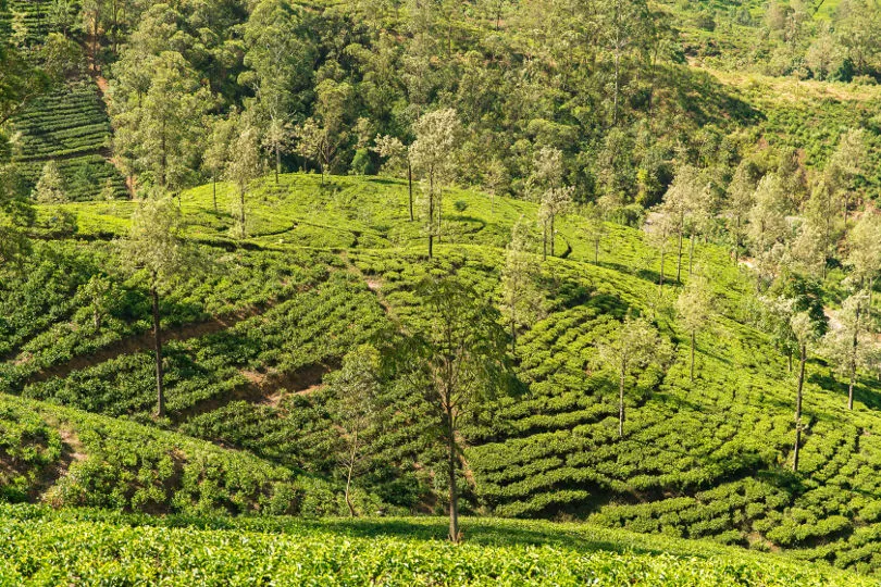 Eine grüne Teeplantage in Sri Lanka