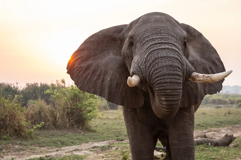 Ein Elefant aus der Nähe in Uganda