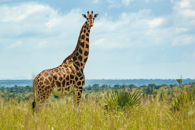 Eine Giraffe auf dem Naturewalk in Uganda sehen