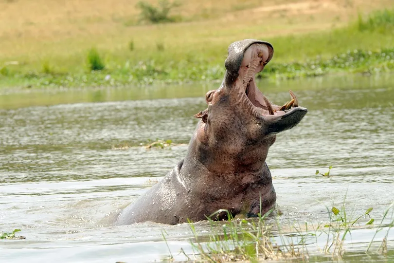 Ein Nilpferd gähnt im Wasser in Uganda