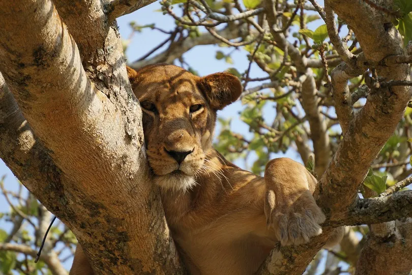 Löwe hängt entspannt in einer Baumkrone in Uganda