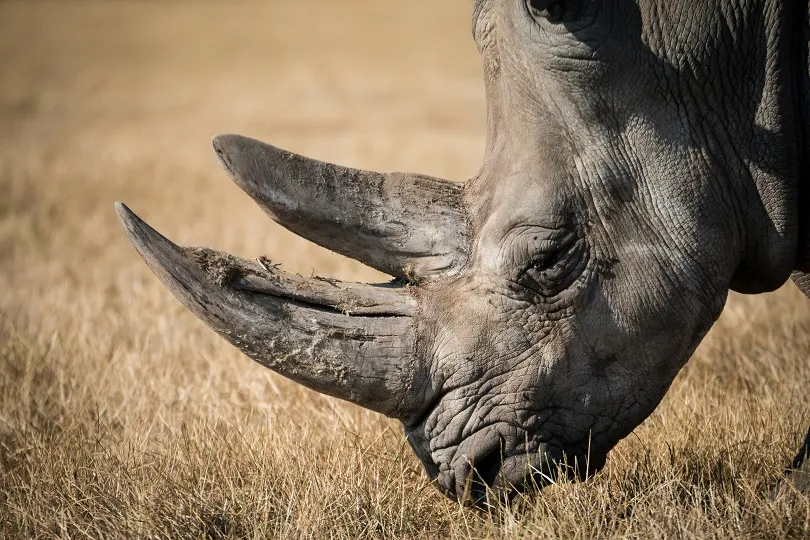 Ein Nashorn in der Wildnis Ugandas