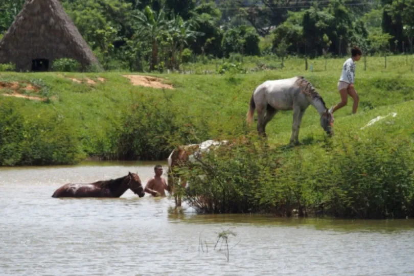 Pferde baden im Wasser