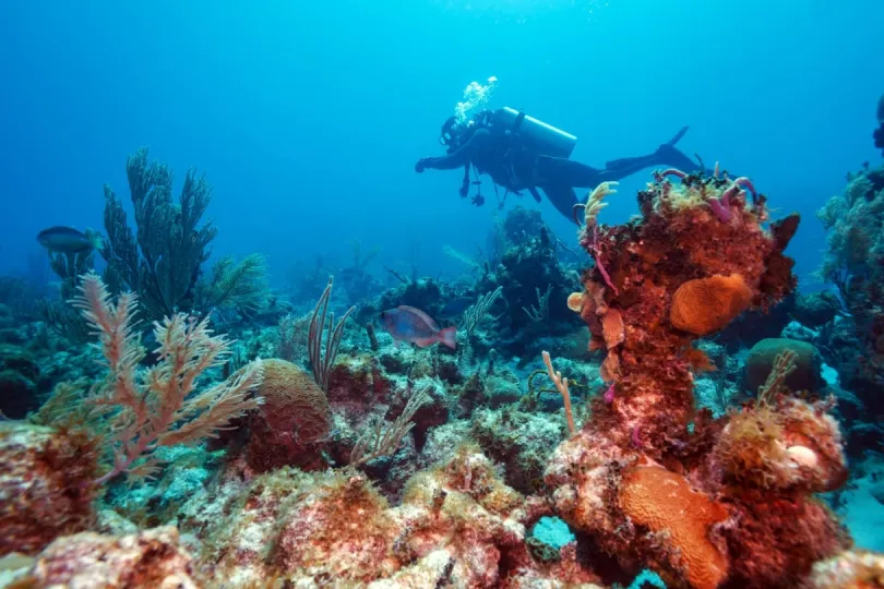 Kubas Unterwasserwelt erkunden